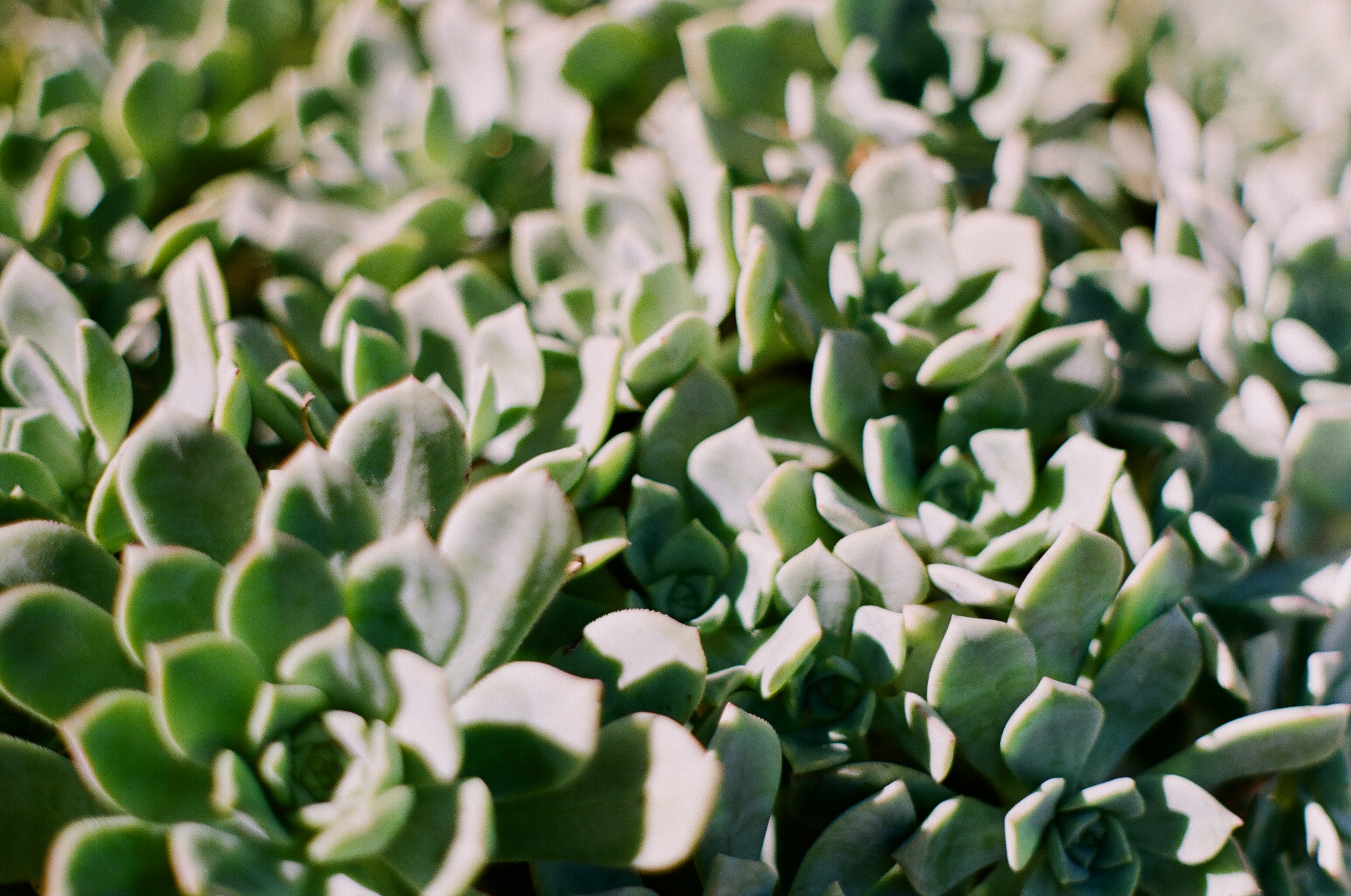 Los Angeles Succulents Analogue Travel Journal