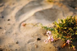 California Roadtrip Highway 1 Purple Flowers Analogue Travel Journal