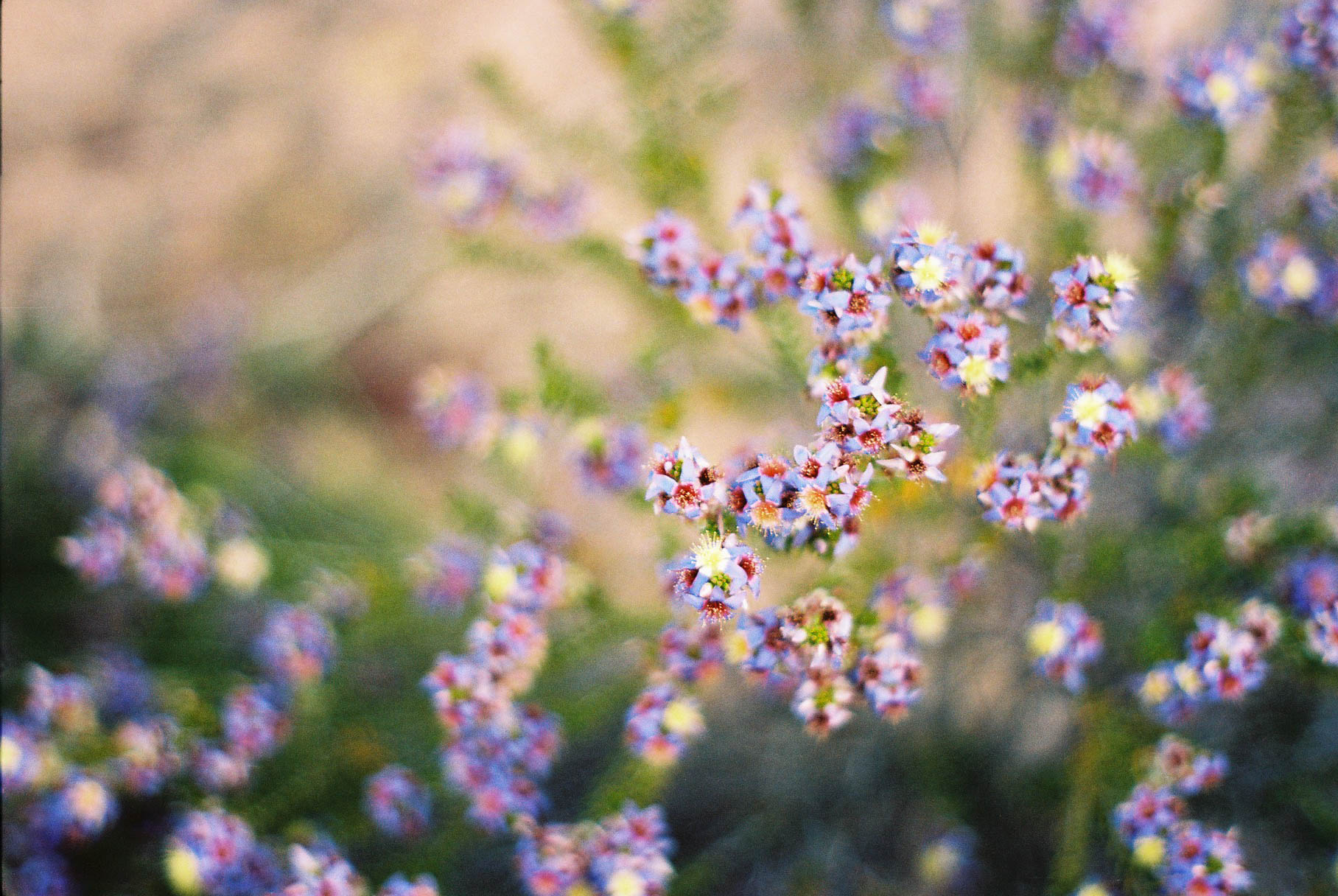 Kalbarri Z Bend Wildflowers Analogue Travel Photographer