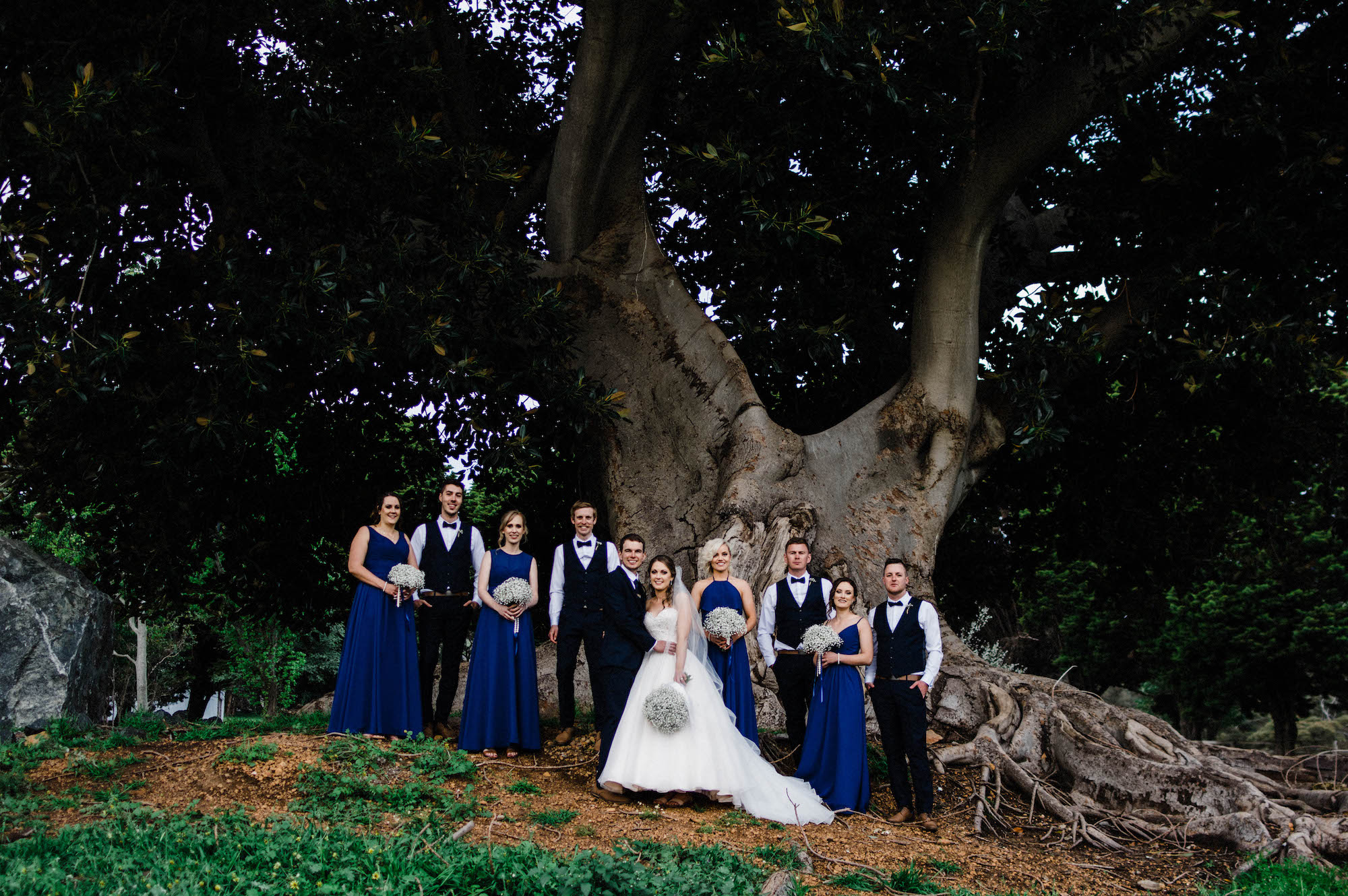 A wedding photo of the bridal party standing together underneath a Moreton Bay Fig Tree.