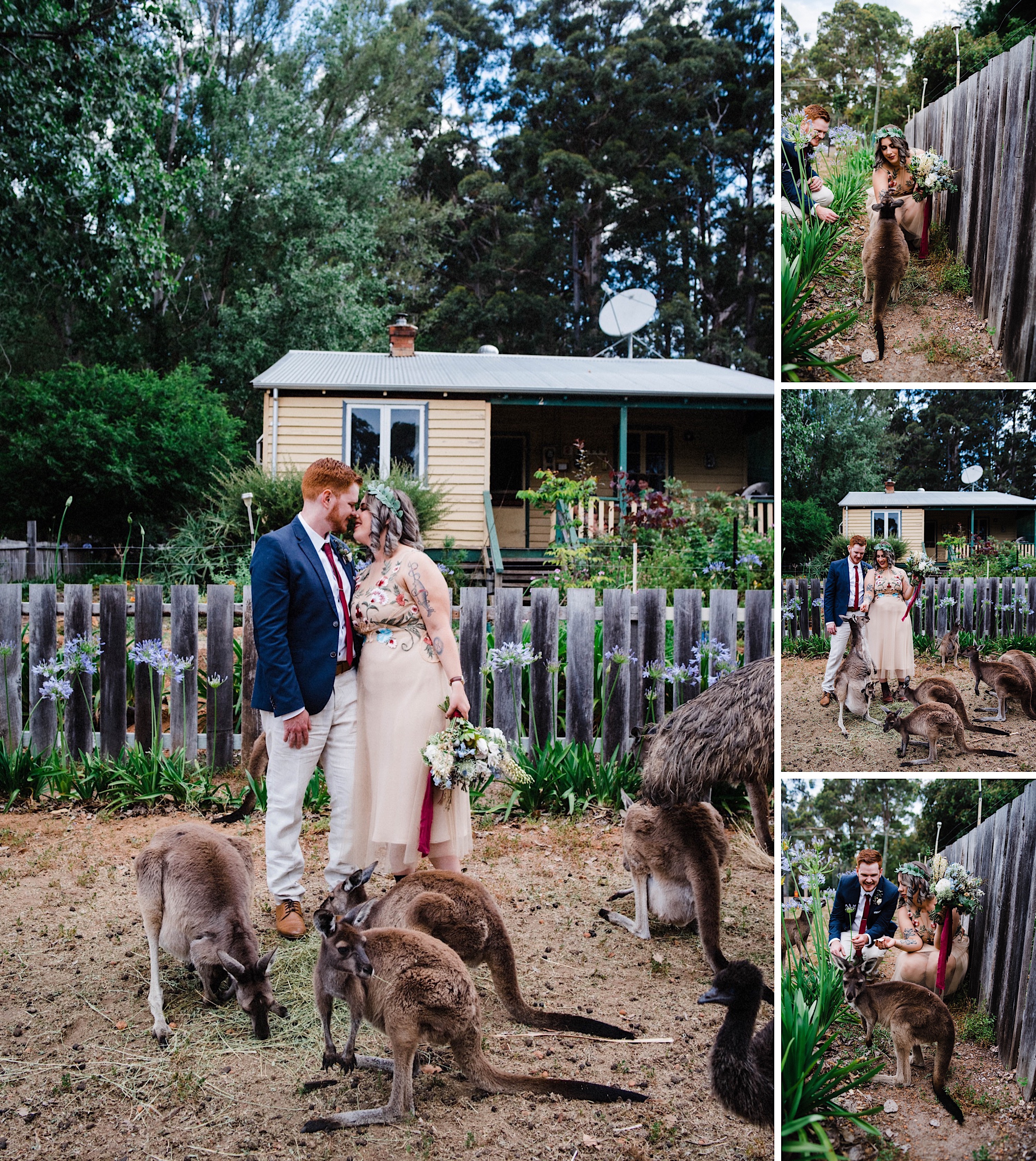 Wedding photography of the bride & groom surrounded by kangaroos and emus at Donnelly River Village.