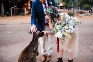 An alternative bride leans down to feed a kangaroo at her Donnelly River Village Wedding.