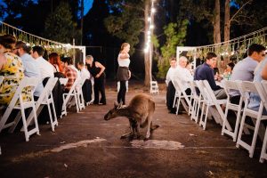 Documentary wedding photography of a kangaroo crashing a wedding reception.